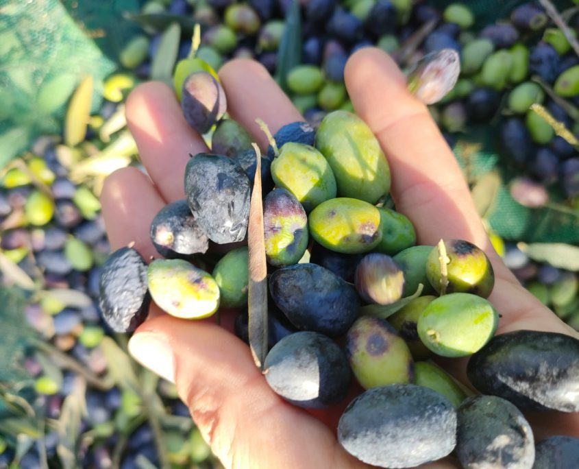 Dégustation d'huile d'Olive à Madrid - Activité insolite