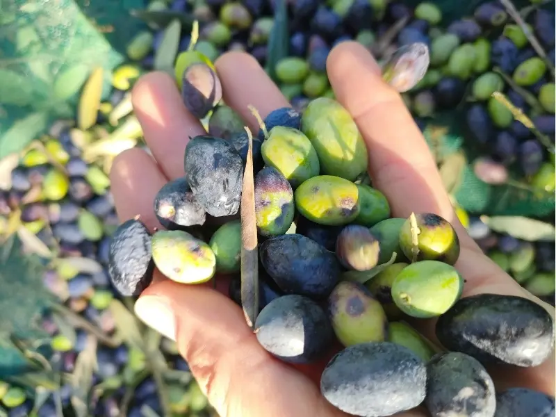 Visite d'une ferme d'oliviers bio et dégustation d'huile d'olive